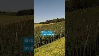 Hopfenbl&uuml;te in der Hallertau