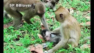 Briget Play Very Bad With Baby Monkey Piper