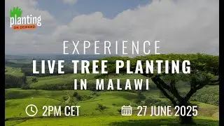Live Planting in Malawi