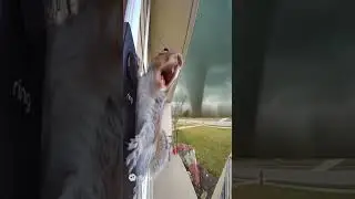 A squirrel screaming lol #soraai #funny #soraai