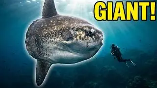Meet the Sunfish : The Sunbathing Giant of the Ocean!