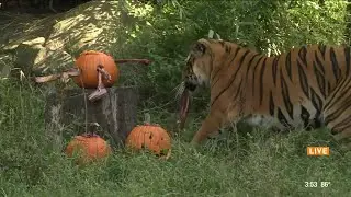 Kick off Halloween fun at Houston's Zoo Boo | HOUSTON LIFE | KPRC 2
