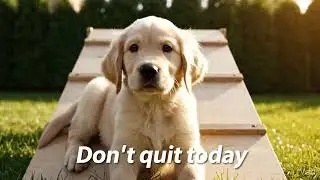 &ldquo;One More Try&rdquo; 🔥🐾 #iamneo #motivational #pets #cute #love 