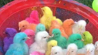 murgi k bachy color full chicken chick cartoon chicken rembow chick animal #birds