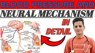 Blood pressure and neural mechanism ||short term, intermidate,longterm regulation of blood pressure