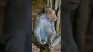 Handsome Kawiki monkey, @5starmonkeys⁩, #babymonkey, #babyprimate, #monkeysr, #babyanimal