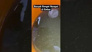 Banyak Banget Nempel Telur di Di Ember #moinaculture #kutir #kutuair