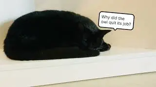 😹 Why did the owl quit its job? 😹 Funny Cats - Funny Jokes
