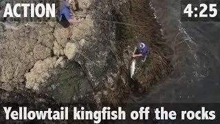 YELLOWTAIL KINGFISH OFF THE ROCKS