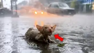 Tiny Poor Kitten Struggling And Crying in Heavy Rain😓