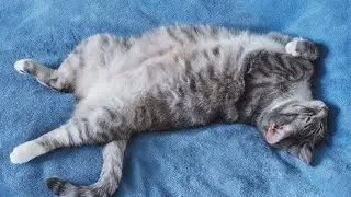 CatVlog Dayli - only a cat, whatever his behavior always makes him comfortable