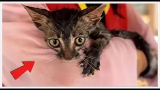 Why Rescuing This Cat Was a HUGE Mistake? 😱 #rescueefforts #rescue #cat #cute #kitten