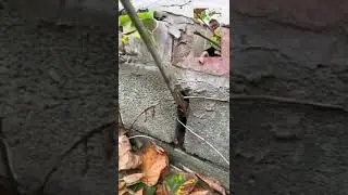 How does Japanese Knotweed cause Structural Damage?