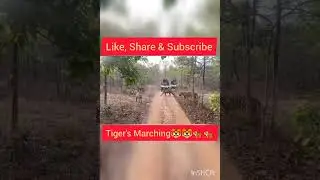 #tiger #Marching 🐅🐅🐯🐯