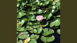 Water Lilies