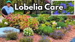 How To Prune Trailing Lobelia for More Blooms & Collect Seeds for FREE