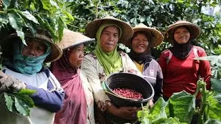 فرصة استثمارية في زراعة القهوة في اندونيسيا 🇮🇩