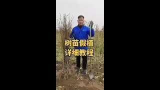树苗冬季最好假植方法 #农业技术推广 #抖音助农 #优质种苗