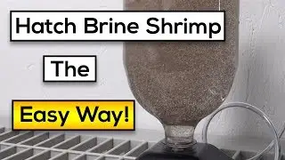 Hatching Live Brine Shrimp : Easy Steps [Fast Results!]