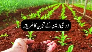 Soil Testing - Zarai Zameen Ka Tajziya