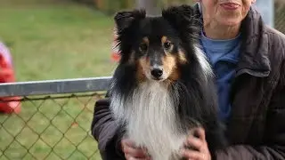 Agility au Club canin de Sarreguemines