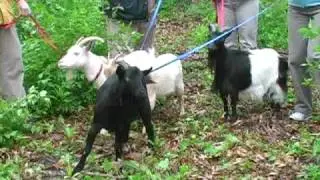 Grazing goats eradicate honeysuckle (Saint Louis Zoo)