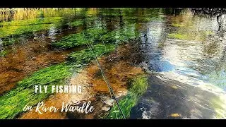 Fly fishing on River Wandle , London UK