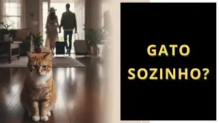3 Acessórios Indispensáveis Para Quem Deixa o Gato Sozinho em Casa