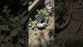 Rat traps! What really works? #rats #therat #trending #fyp #viral
