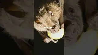 the amazing world of fruit bats