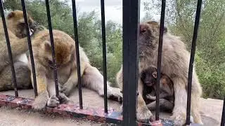 Cute Baby Monkey on Rock of Gibraltar