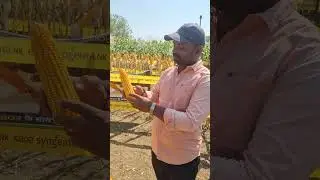Syngenta NK 6802plus #agricultureFarmer  #agriculture #india #kishan #maize