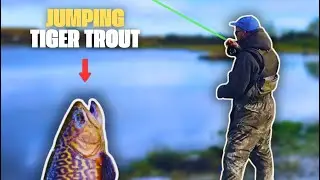 TIGER&nbsp;trout DESPERATE to be caught! #TigerTrout #FlyFishing