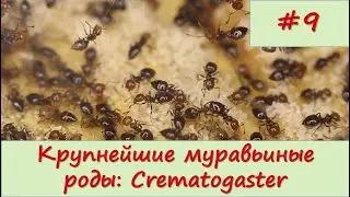 Древесные доминанты: род Crematogaster