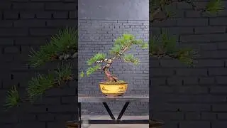 shaping the pine tree #bonsai #bonsaitree #mountainlife