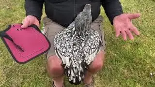 Premium Chicken Saddles - How to use the saddles