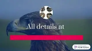 Tree Health Assessments, Arborist Reports
