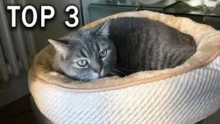 TOP 3 : Meilleur Lit pour Chat 2023