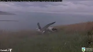 🔄 &🥣 Northern Royal Albatross Cam, New Zealand 2026/01/29