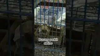 harga burung parkit dikios pak Kasmin pasar Pramuka #kicaumania