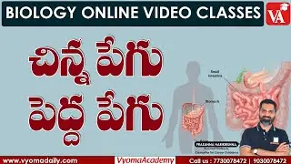 చిన్న పేగు - పెద్ద పేగు | Small & Large Intestine | Prasanna Harikrishna Sir | Vyoma Academy