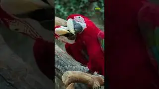 amazing wildlife caught on  camera 📷 🌿#shorts#shortvideo#nature #wildanimals#photography
