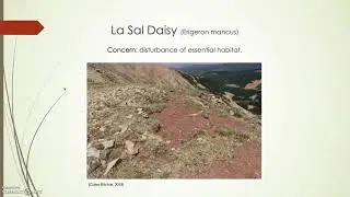 Resource Overview - La Sal daisy (Erigeron mancus)
