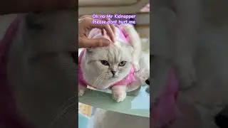 My Kidnapper please dont hurt me😻 #scottishfold #kitten #cat #kidnaper #hurt #please #kikicutekitty