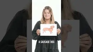 Crazy Pet Owners: Monkey, Millipede, and Sausage Dog! #shorts