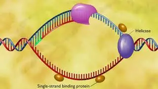 DNA Replication 2 HD Animation