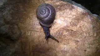 Hemicycla bethencourtiana