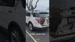 Why Bees Swarm a Car 🤯#science #sciencefacts
