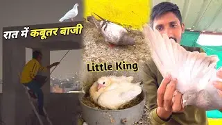 Raat Me Kabootar Pakdane Gaye Lekin😰