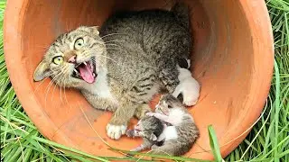 No one could handle this aggressive cat until a loving man stepped in.